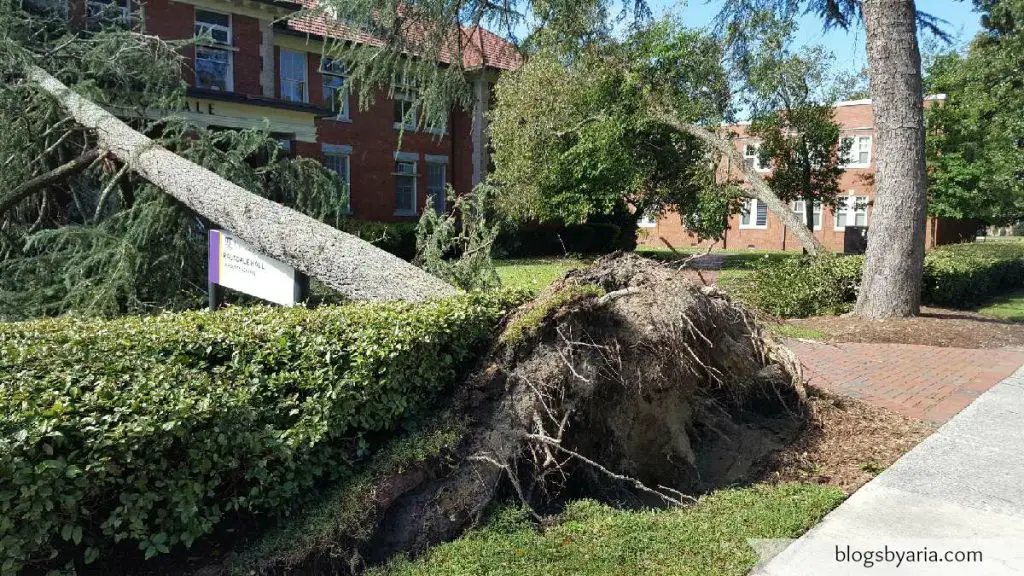 trees uprooted with hurricane matthew