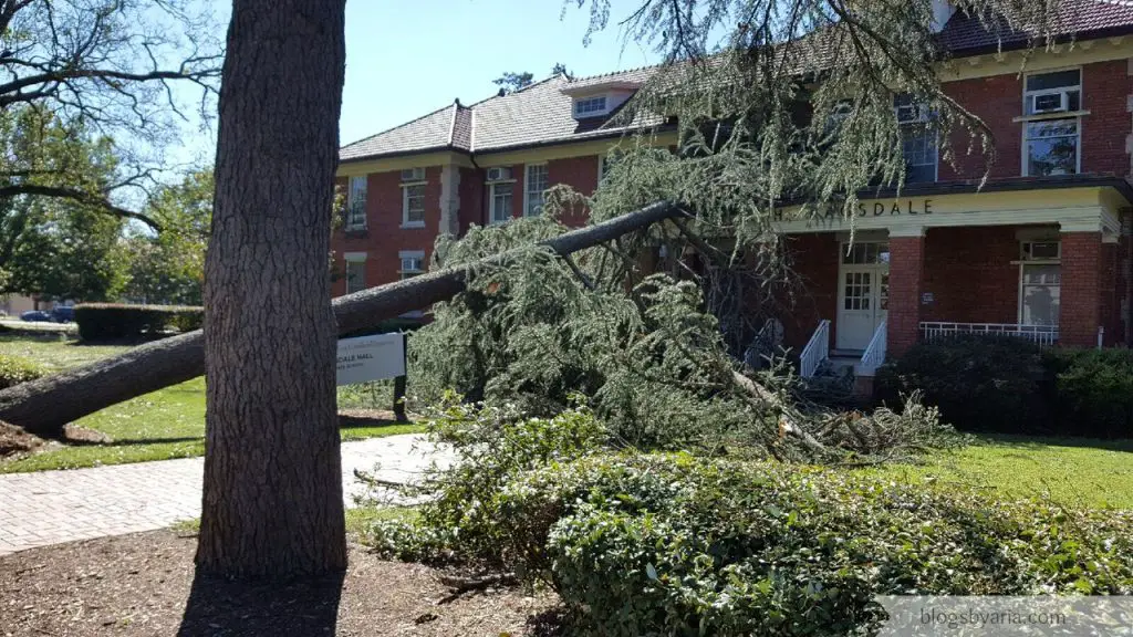 trees down with hurricane matthew