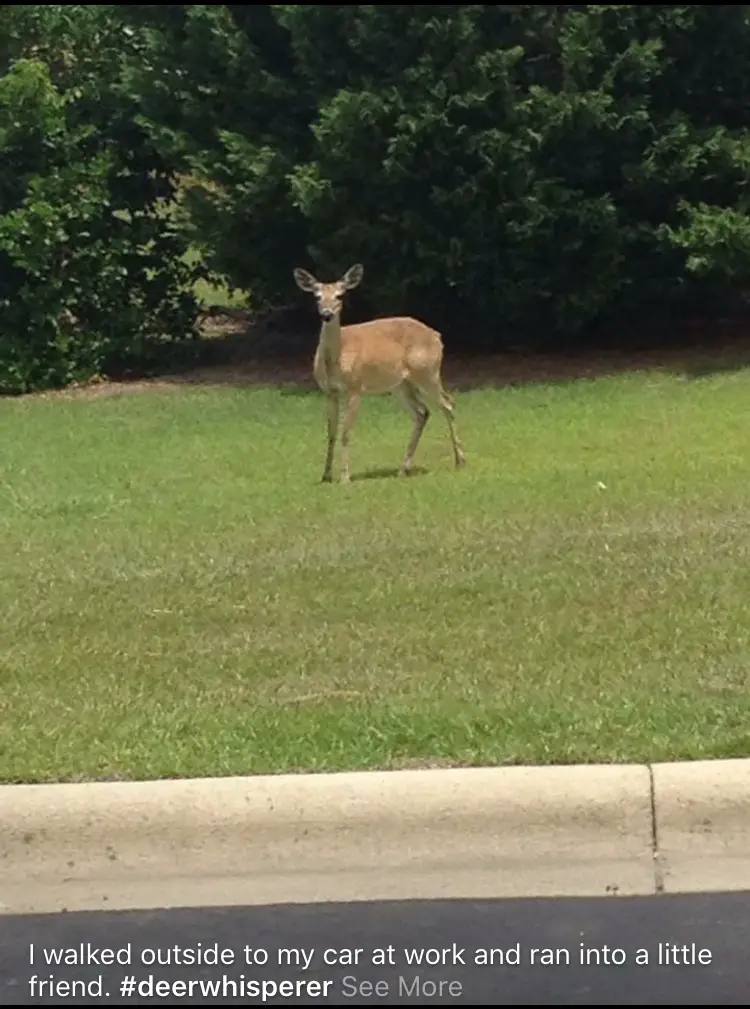 the deer whisperer