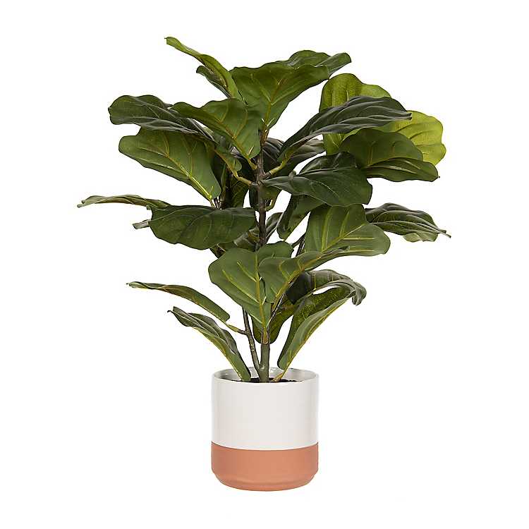 Fiddle Leaf Fig Tree