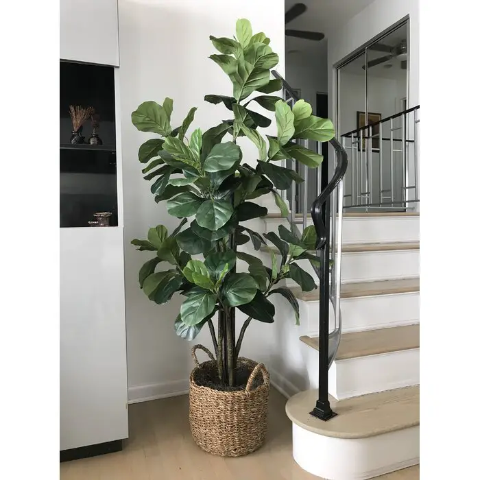 fiddle leaf fig tree with basket