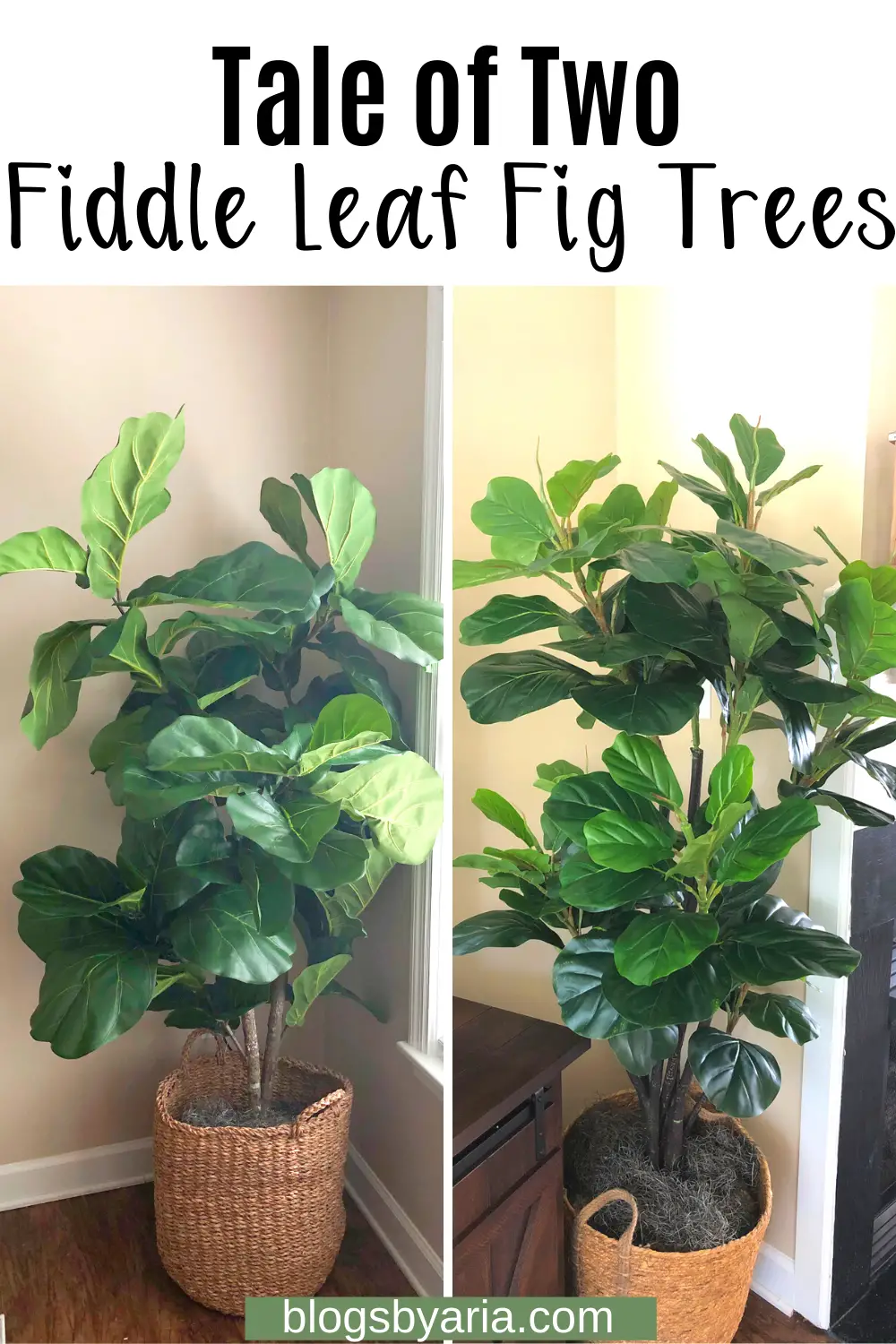 Tale of Two Fiddle Leaf Fig Trees