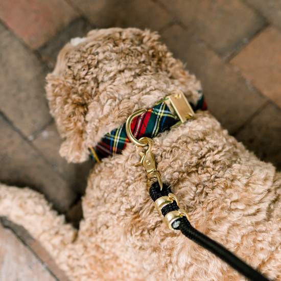 tartan plaid dog collar