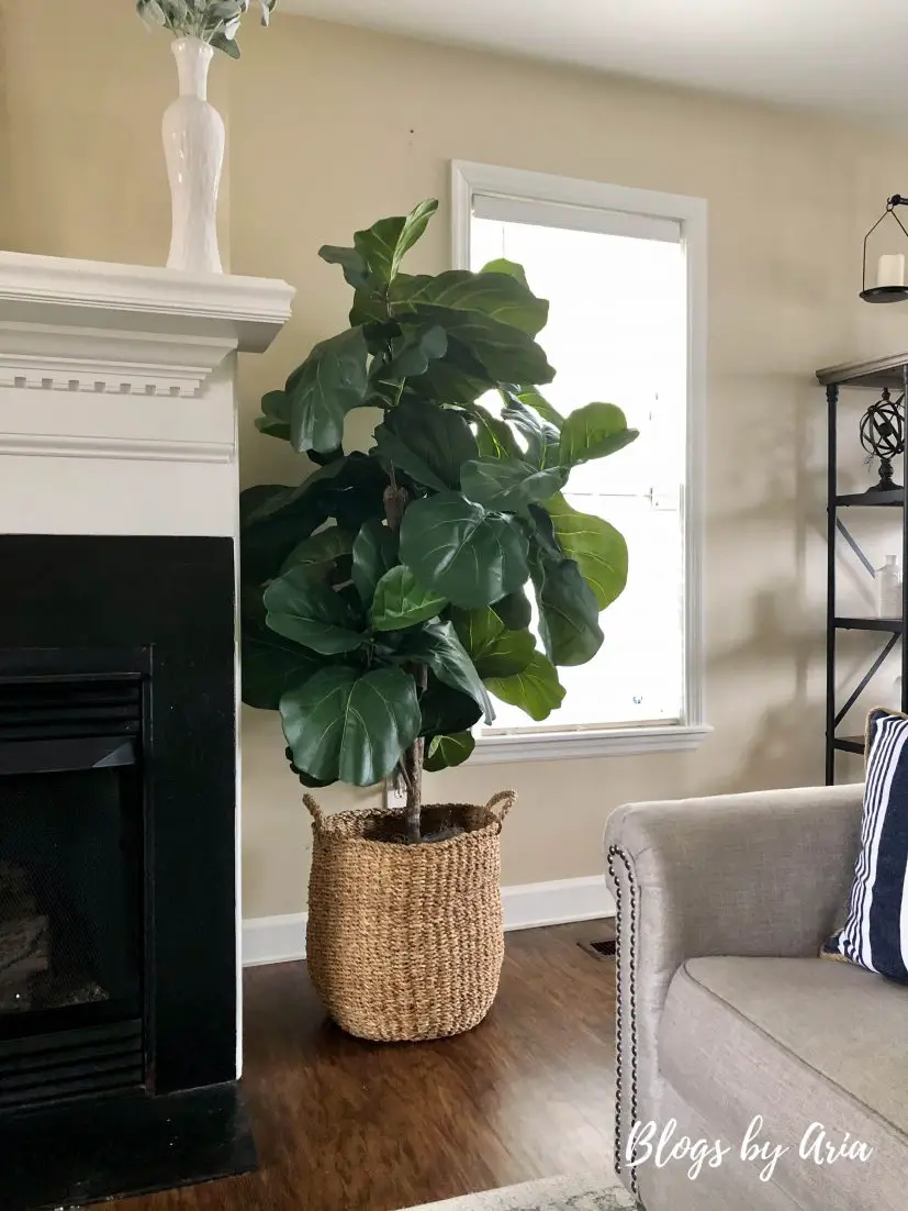 Wayfair fiddle leaf fig with basket full review